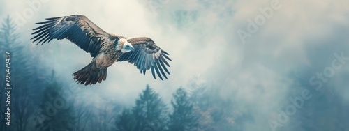 Eagle soaring against a foggy forest backdrop, symbolizing freedom and majestic nature; Concept of wildlife, conservation, and natural beauty
 photo