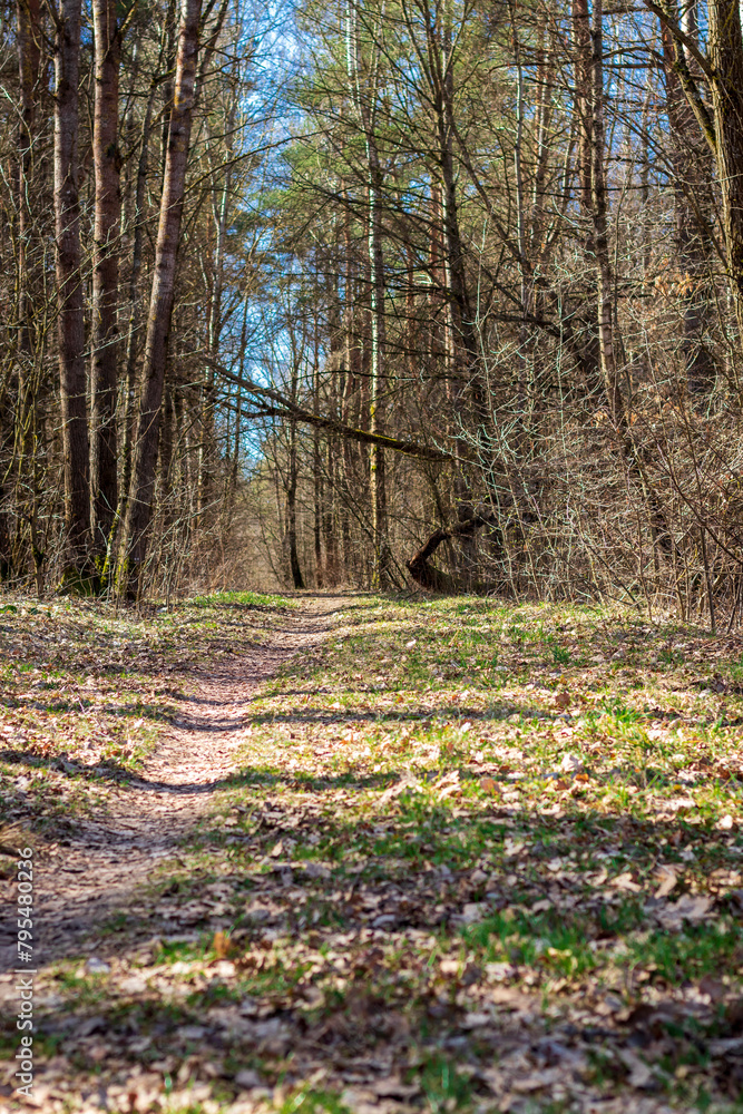 Landscape shot of the forest. Nature Landscape shot of the forest. Nature