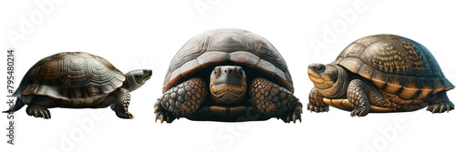 Set of Three turtles are shown in a row, with the middle turtle being the largest, turtle sea, isolate on white background.