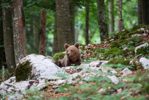 A bear rests among the stones in a mountain forest