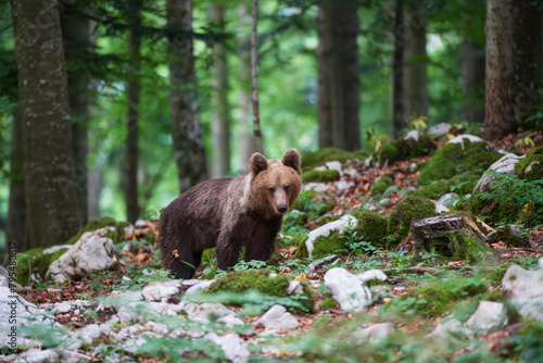 A bear in a mountain forest among white rocks and brown leaves