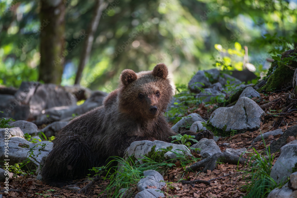 A bear resting on a summer day in a mountain forest A bear resting on a summer day in a mountain forest