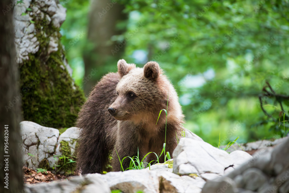 A bear against the background of a green forest looks to the side A bear against the background of a green forest looks to the side