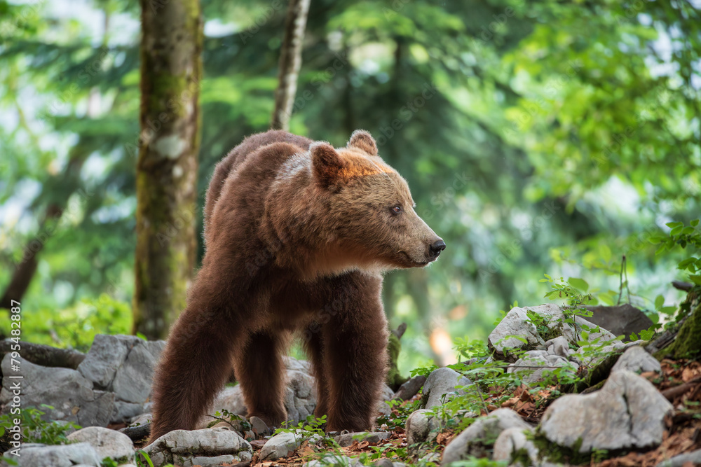 Obraz premium A bear illuminated by the rays of the summer sun on a mountain path