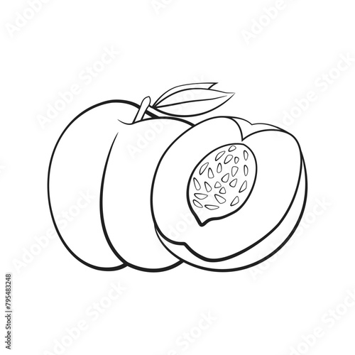 Fruit. Hand drawn peach . Vector illustration