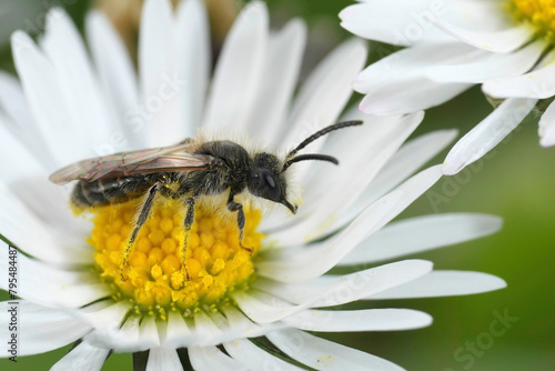 Detailed closeup on a small male Red-bellied minder mining bee, Andrena ventralis sitting on a white Common daisy flower