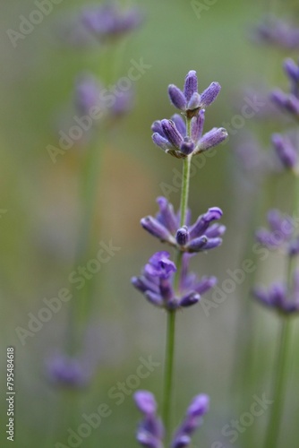 lavender flowers close up