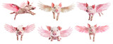 Collection of flying pigs with wings isolated on transparent background.