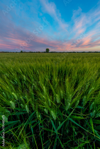 campo de trigo verde con sol de amanecer