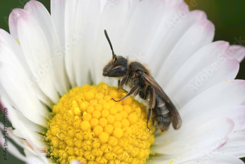 Closeup on a female of the dwarf mining species of the Andrena minutula group on a white common daisy