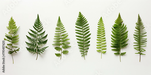 An array of different species of fern leaves presented in a straight line emphasizing the diversity of plant life