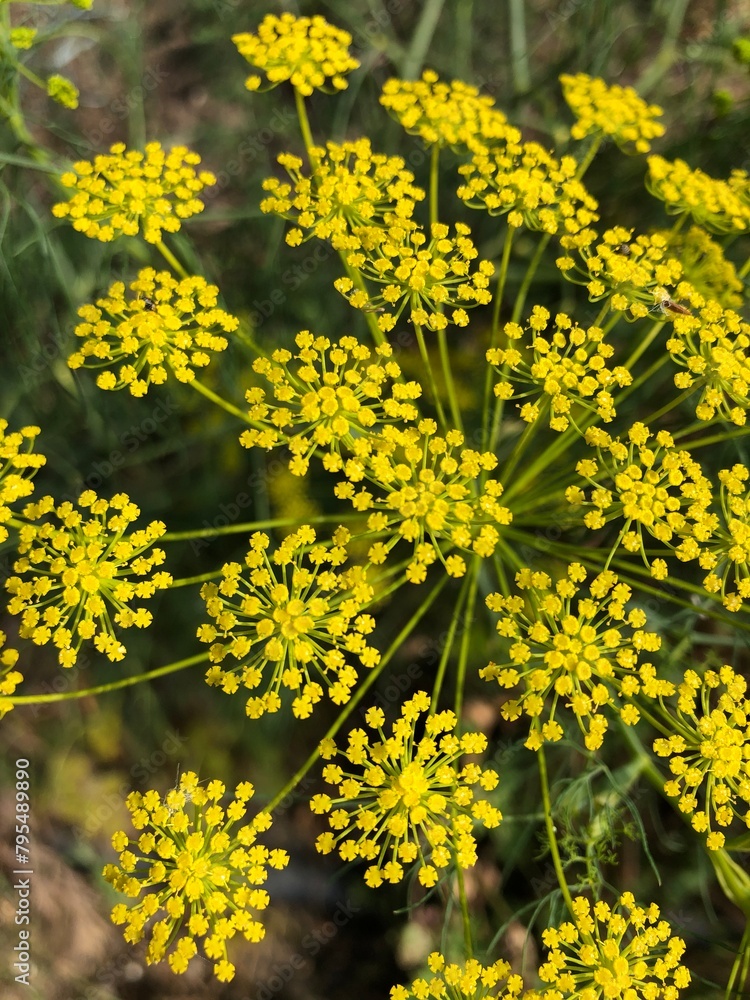 Fototapeta premium False Fennel (Ridolfia segetum)