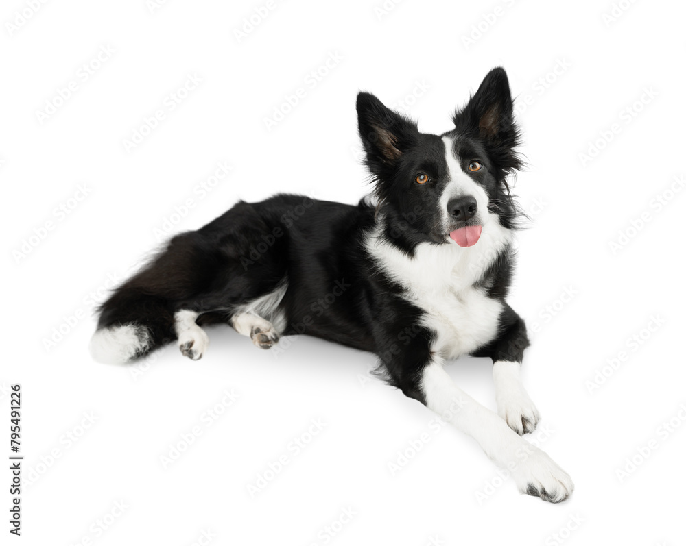 Isolated Black and white border collie on a white background lies and shows his tongue on a white background. Isolated dog