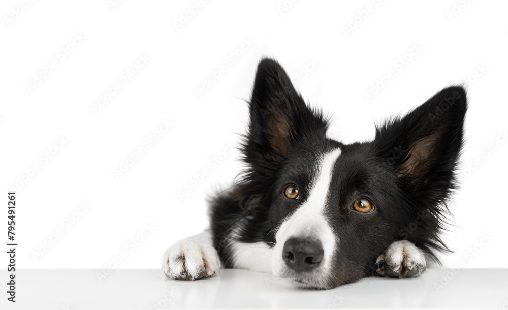 Isolated sad black and white border collie put his head on a white table and looks up pitifully. Isolated dog.