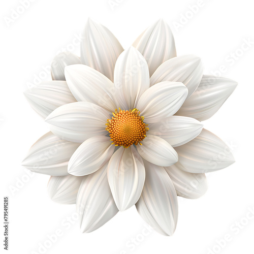  white daisy flower vector illustration on white background