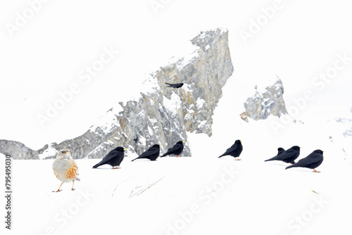 Alpine chough together with alpine accentor photographed with wide angle lens in the mountains.