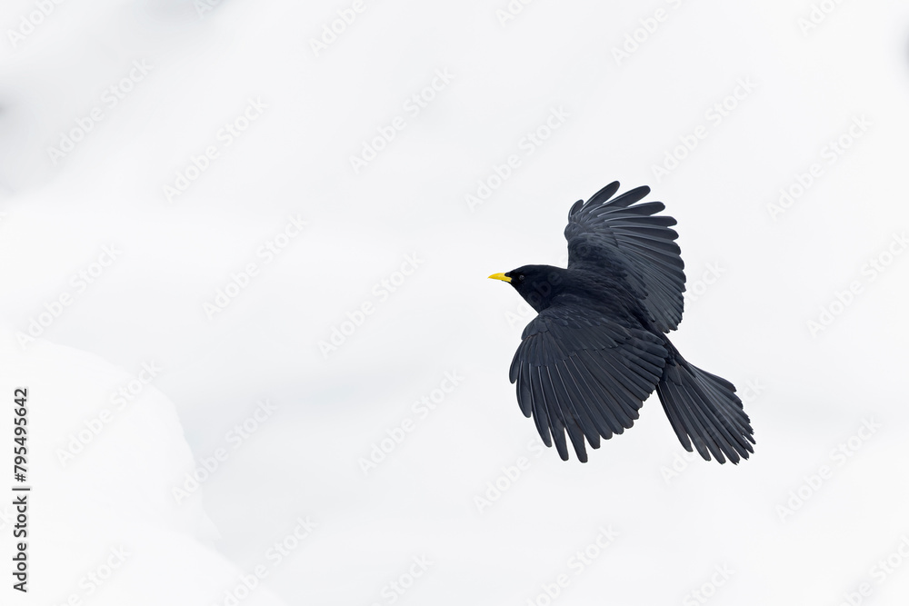 Fototapeta premium Alpine chough (Pyrrhocorax graculus) in flight in the mountains.