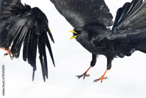 Alpine chough (Pyrrhocorax graculus) fighting in flight.