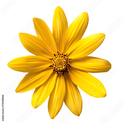 A yellow flower with a white background.
