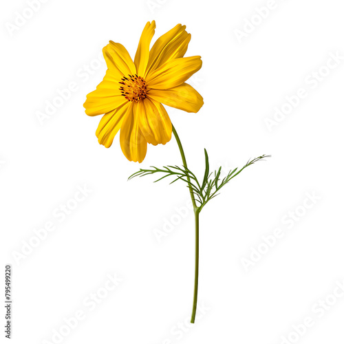 Yellow cosmos flower isolated on a white background