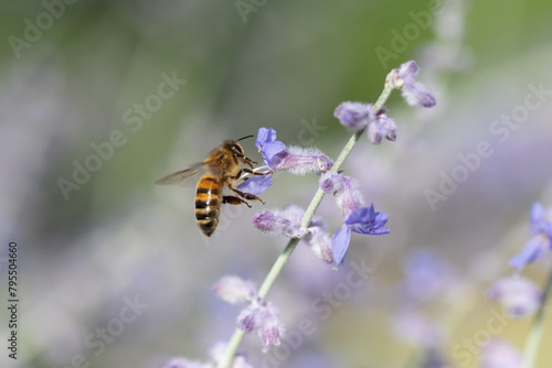 L'abeille butine  © Yohann