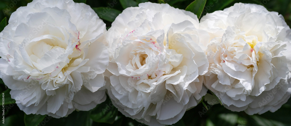 Obraz premium Three gorgeous white peonies in the garden closeup, floral banner