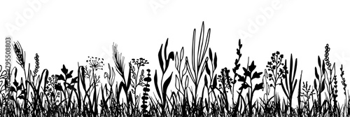 Grass with herbs and wild flowers. Vector isolated silhouette of floral meadow. Horizontal border. photo