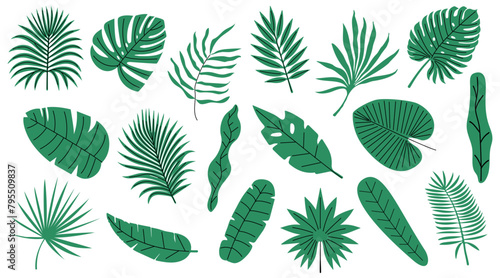 Set of tropical and palm leaves. Silhouettes green branches, leaves in minimalist flat style. Hand drawn vector illustration. Exotic design with leaves on white background.