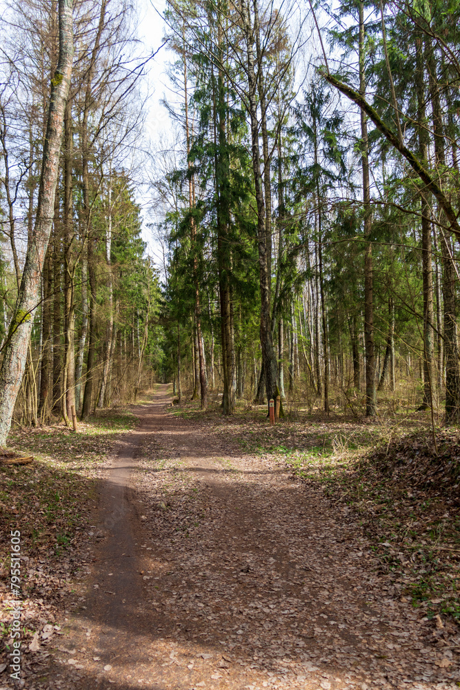 custom made wallpaper toronto digitalLandscape shot of the forest. Nature