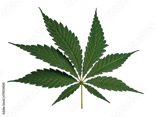 cannabis leaf isolated on white, marijuana, transparent png, cutout, clipping path