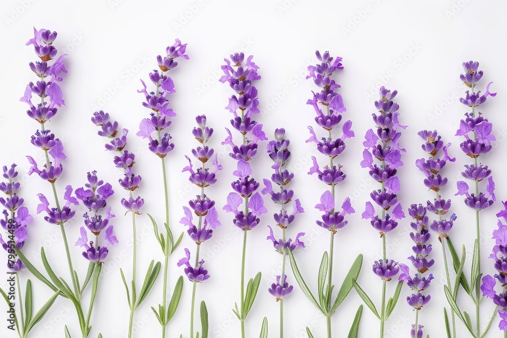 Obraz premium A row of purple flowers with green stems
