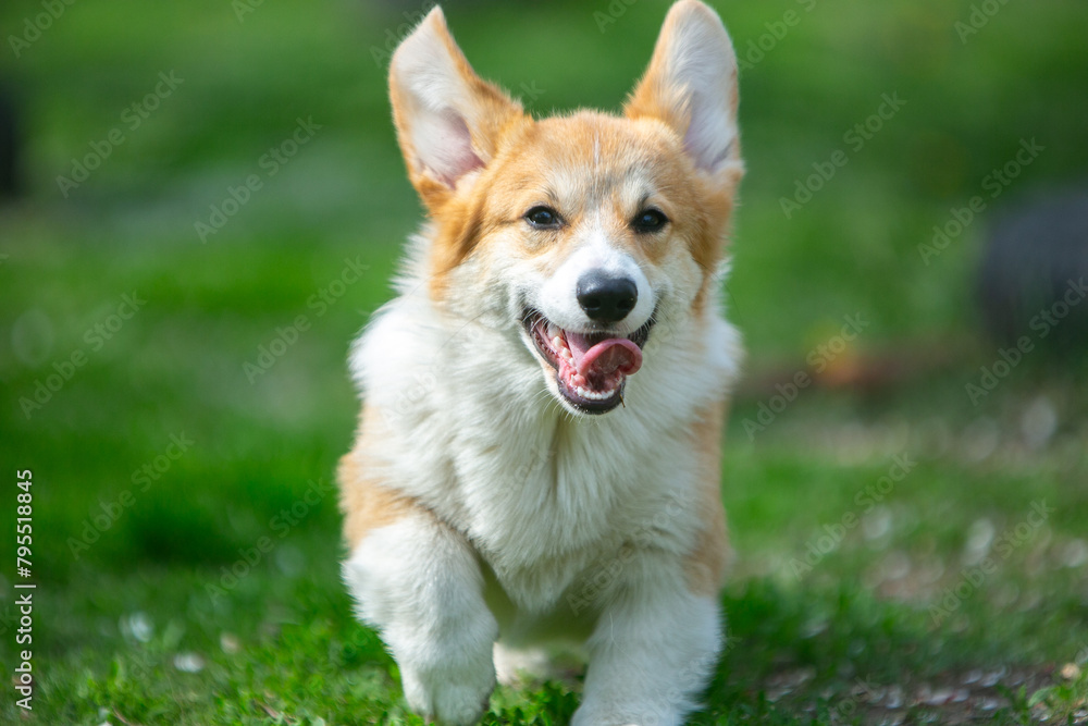 puppy corgi on grass puppy corgi on grass