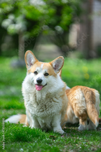 puppy  corgi on grass