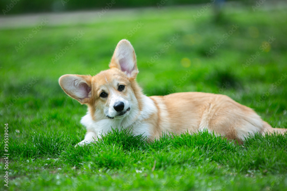 puppy corgi on grass puppy corgi on grass