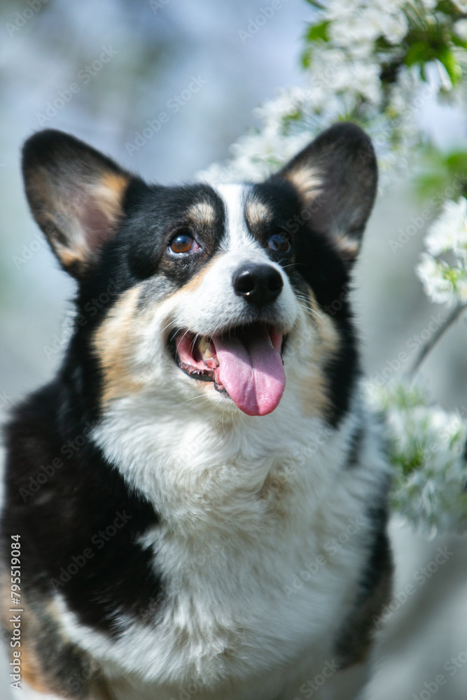 Corgi in spring flowers