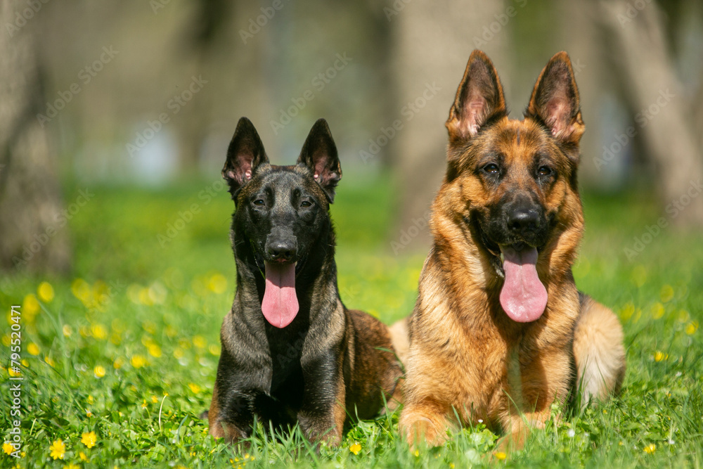 German and Belgian shepherds lie in the grass