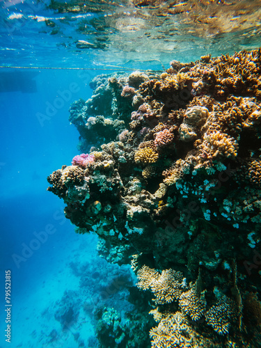 Red Sea Diving in Egypt