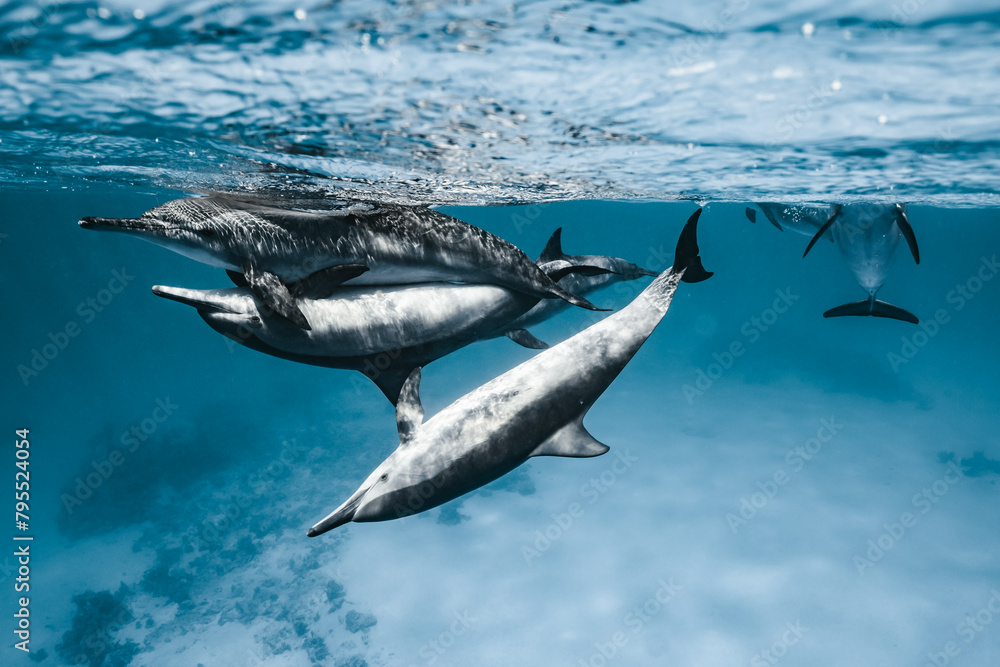 Fototapeta premium Red Sea Diving in Egypt