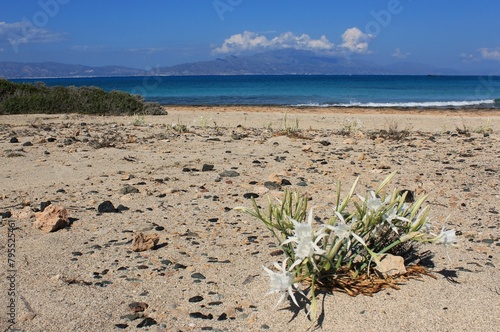 Pankratium marine, growing from sand on the seashore, in sunny weather against the background of a blue sky and white clouds. On the seashore, in an ecologically clean place, a sea lily or sea narciss photo