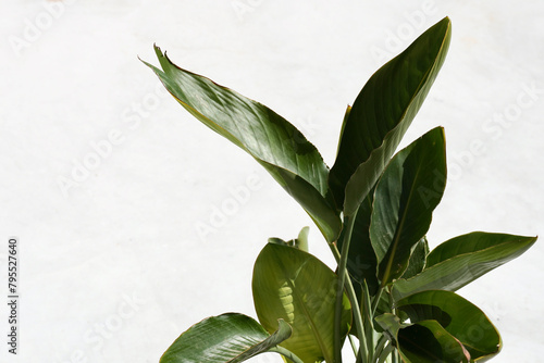 Exotic green leaves on white background with copy space.
