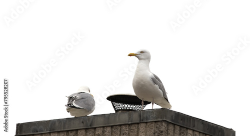 Two seagulls sitting on a chimney