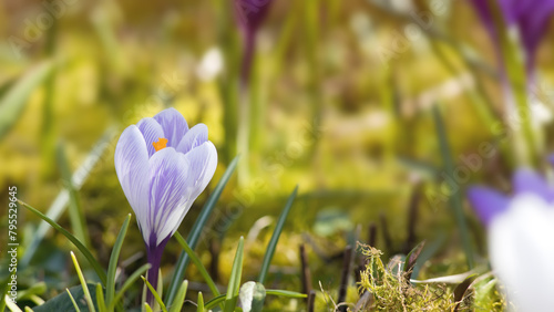 White and purple crocus flowers in the spring time