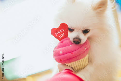 dog playing with toy