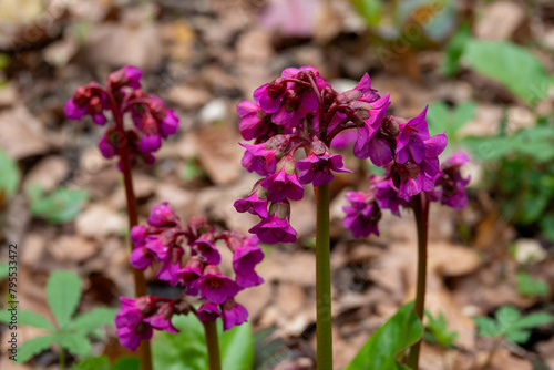 Photos bright pink flowers of bergenia elephants ears