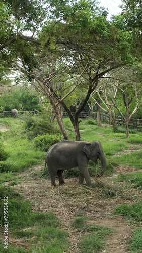 vertical video, elephant in elephant farm thailand