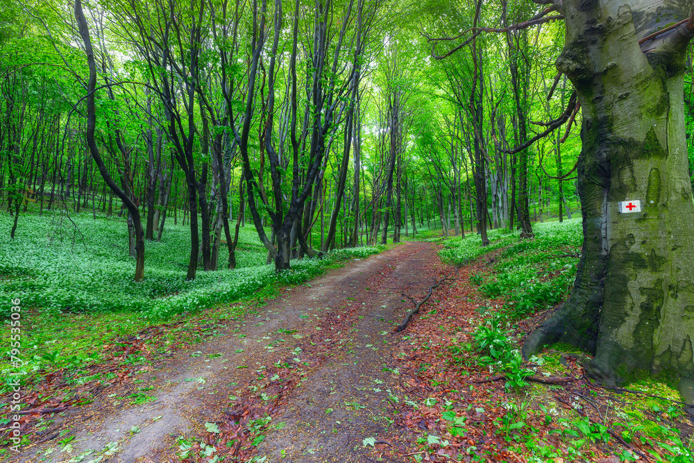 Obraz premium Path through field of wild garlic (Allium ursinum) in a sunlit deep green forest.