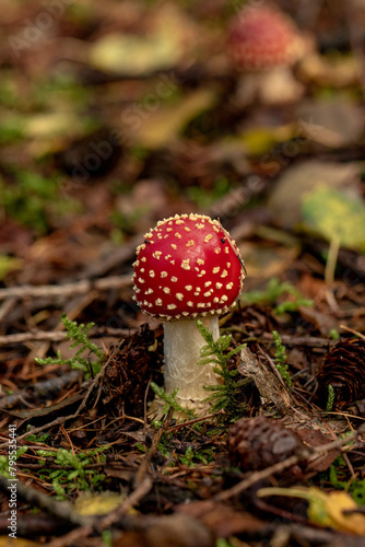 Amanita muscaria, Fly agaric red toadstool mushroom growing in the forest