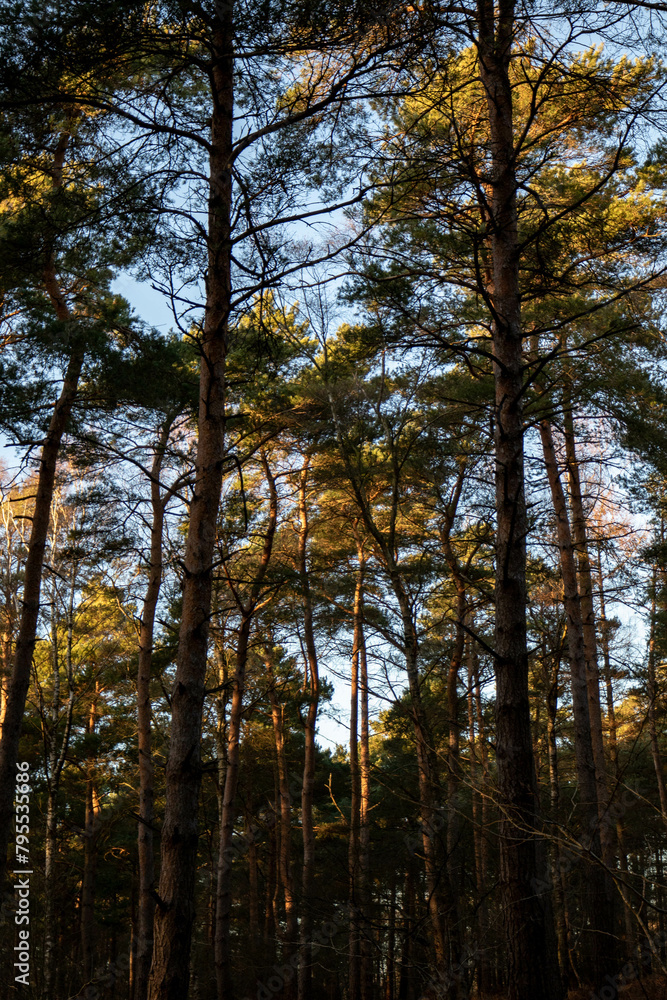 Golden hour trees in the forest Golden hour trees in the forest