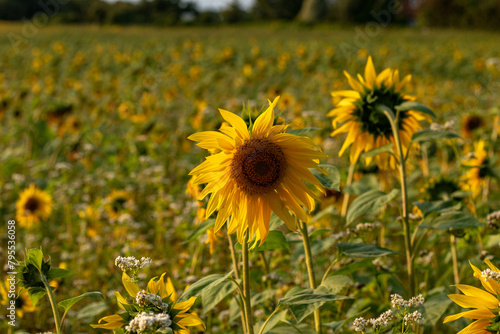 Sunflowers in sunflower field at golden hour