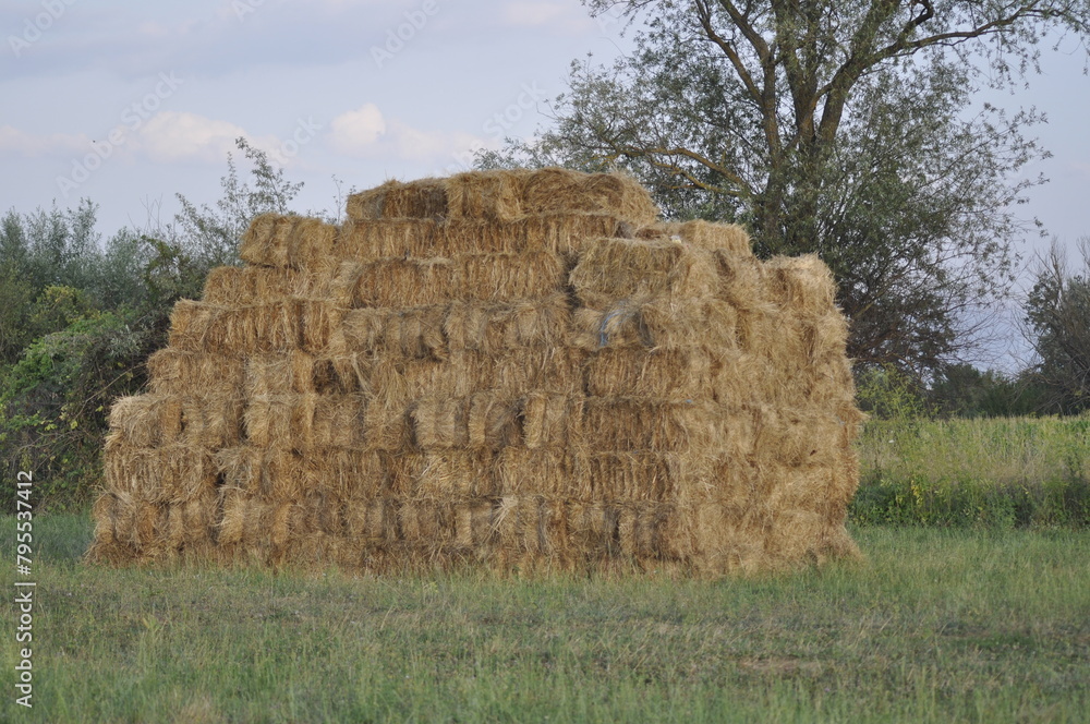 Large stubble field with stacked straw bales after harvesting of wheat.